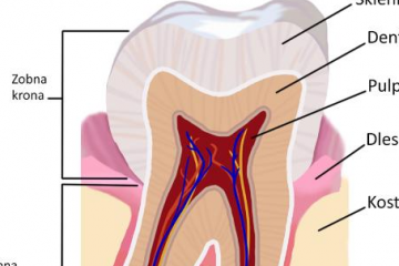 ANATOMIJA (ZGRADBA) ZOBA